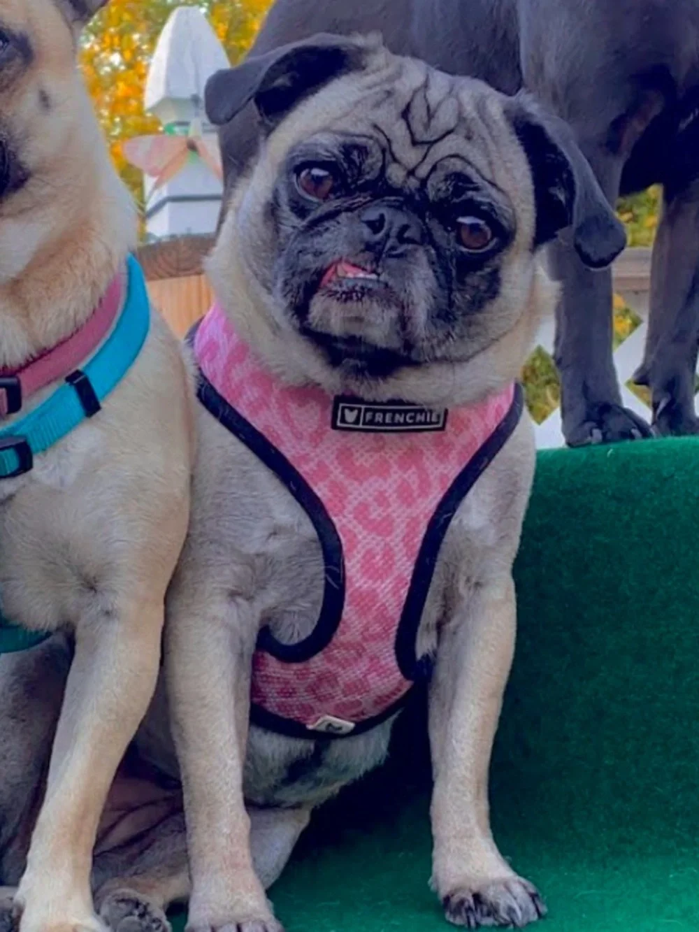 Frenchie Harness